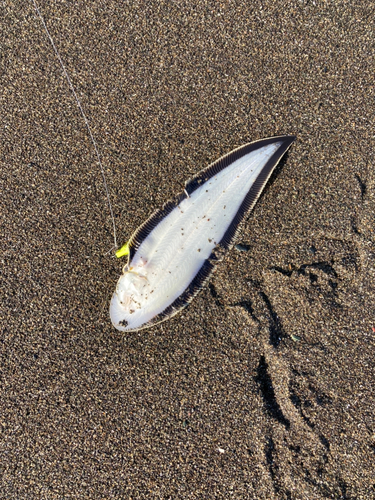 シタビラメの釣果