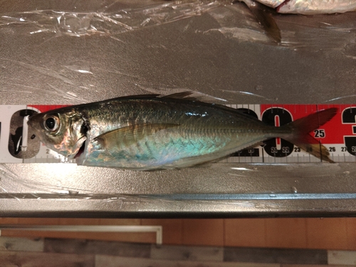 アジの釣果