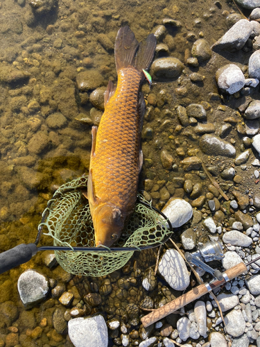 コイの釣果