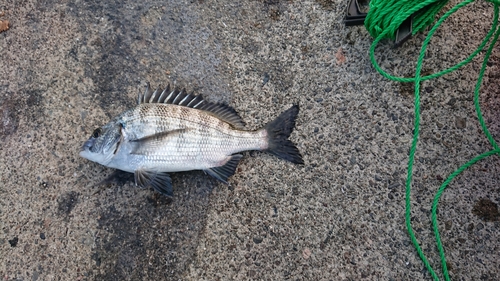 クロダイの釣果