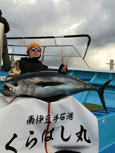 キハダマグロの釣果