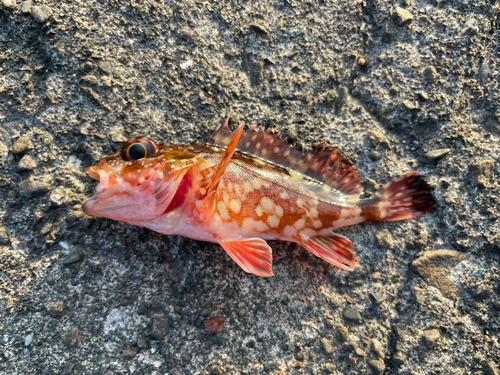 カサゴの釣果