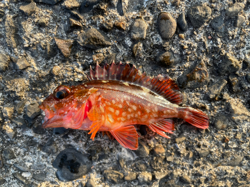 カサゴの釣果