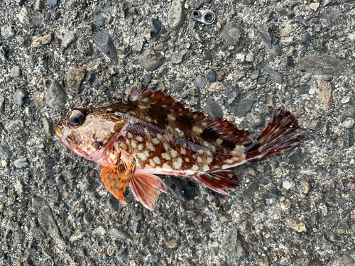 カサゴの釣果