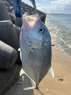 ガーラの釣果