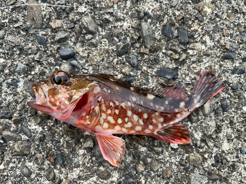 カサゴの釣果