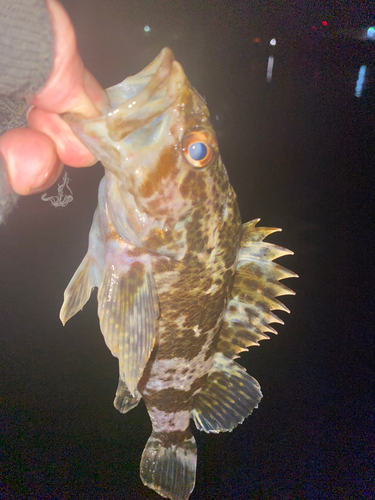 タケノコメバルの釣果