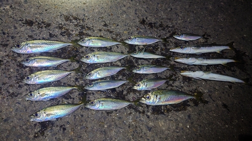 アジの釣果