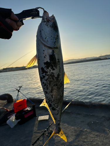 メジロの釣果