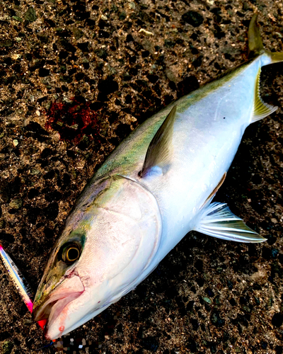 ハマチの釣果