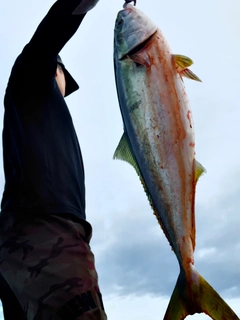 ハマチの釣果