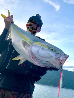 ハマチの釣果