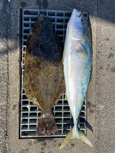 ヒラメの釣果