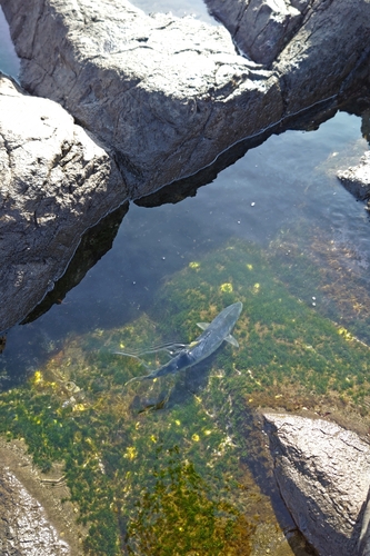 ハマチの釣果