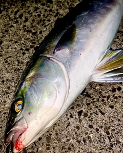 ハマチの釣果