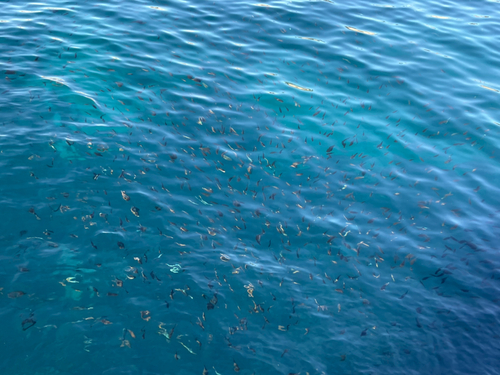 ブダイの釣果