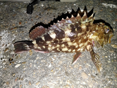 カサゴの釣果