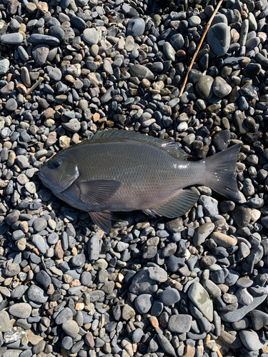 メジナの釣果