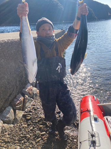 ブリの釣果