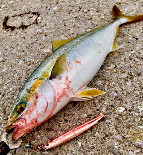 ヤズの釣果