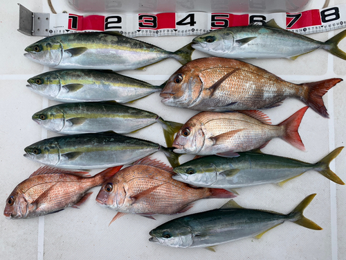 マダイの釣果