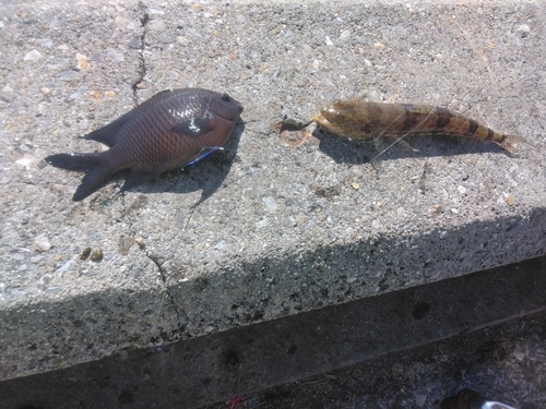 スズメダイの釣果