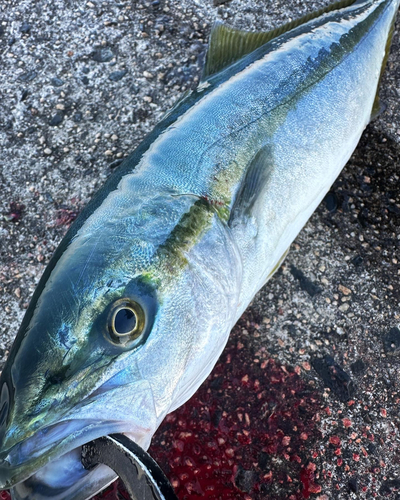 ハマチの釣果