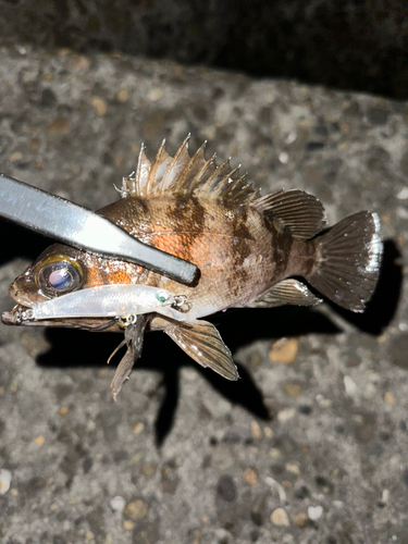 メバルの釣果