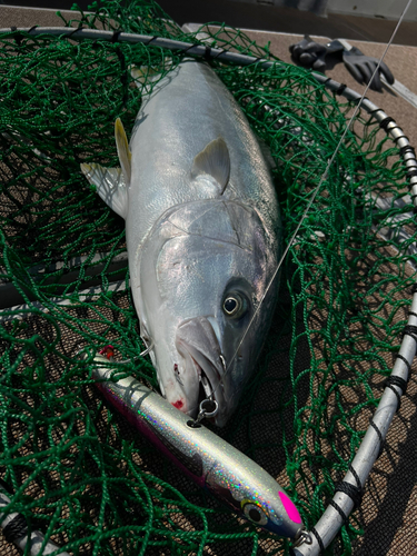 ヒラマサの釣果