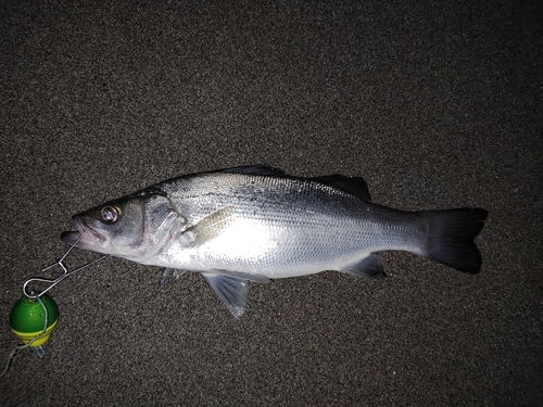 ヒラスズキの釣果