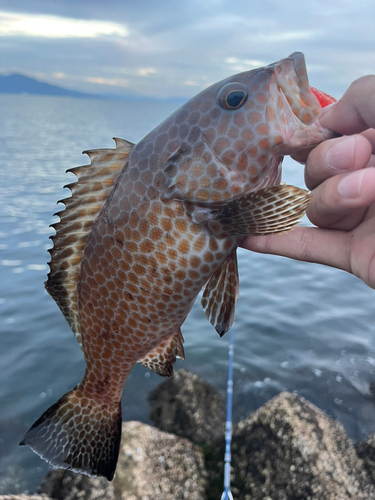 オオモンハタの釣果