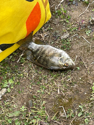 ジルティラピアの釣果