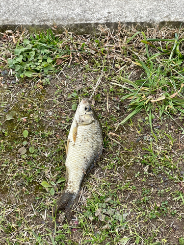 マブナの釣果