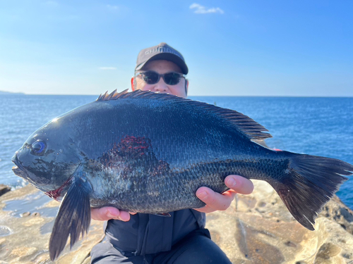 メジナの釣果