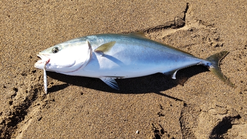 ワラサの釣果