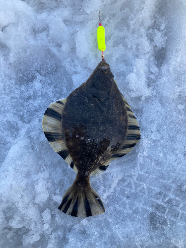 カレイの釣果