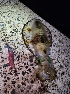 アオリイカの釣果