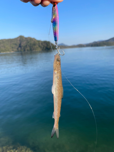 エソの釣果