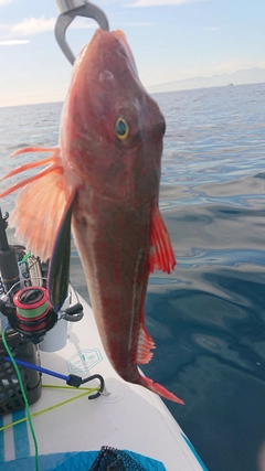 ホウボウの釣果