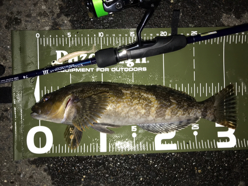 アイナメの釣果