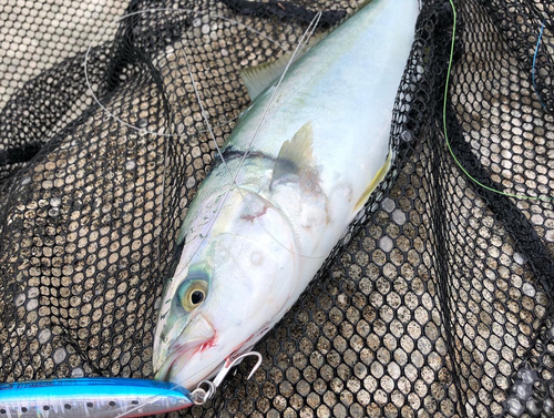 ショゴの釣果