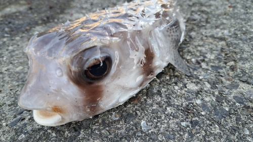 イシガキフグの釣果