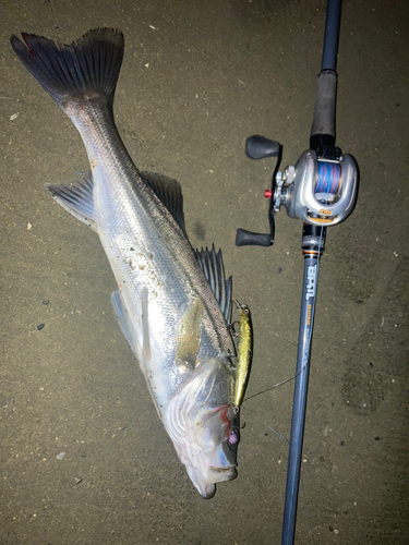 シーバスの釣果