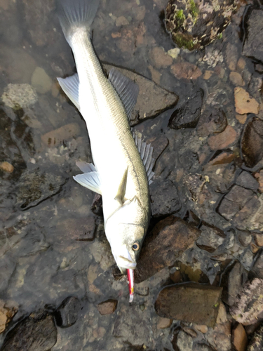 スズキの釣果