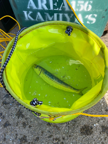 イワシの釣果