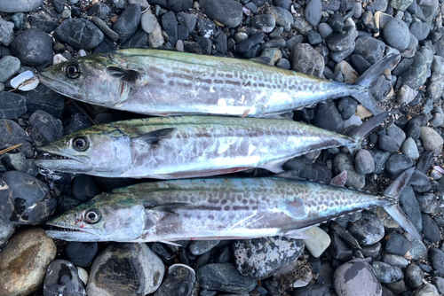 サゴシの釣果