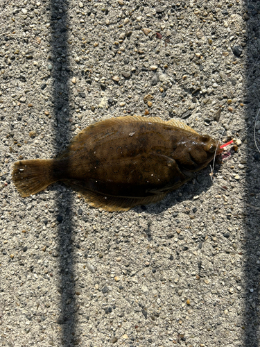 カレイの釣果