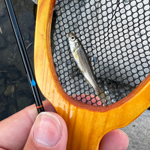 カワムツの釣果