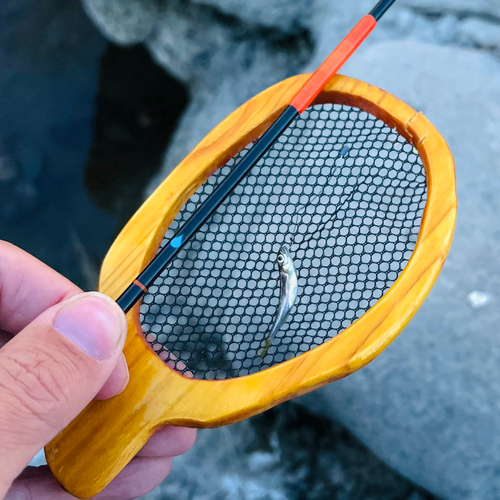 カワムツの釣果