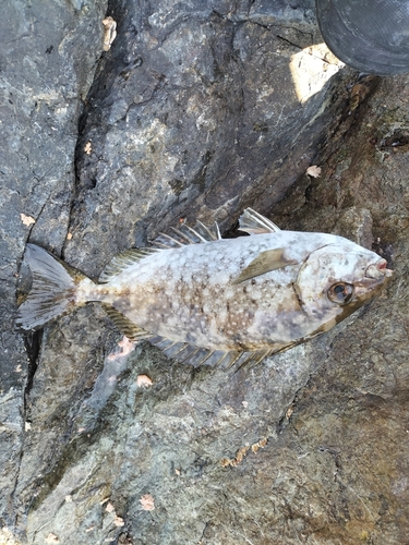 アイゴの釣果